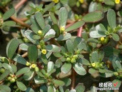 夏天，爷爷就爱吃“长寿菜”，坚持了10年，整个人的精神都变好了