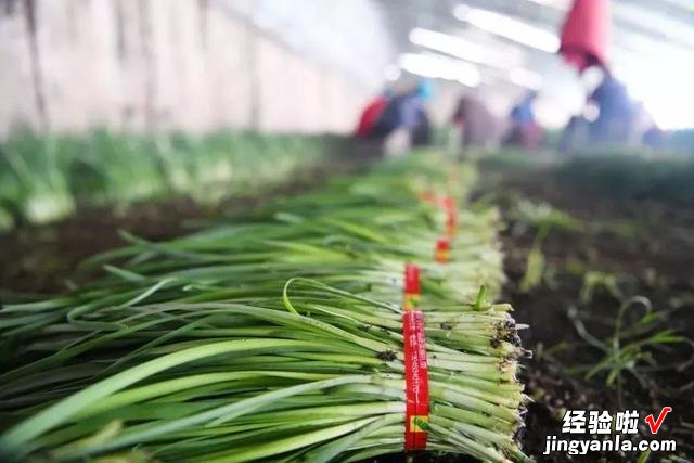 想吃韭菜饺子,老人却说“六月韭,臭死狗”,你知道什么意思吗?