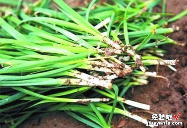 想吃韭菜饺子,老人却说“六月韭,臭死狗”,你知道什么意思吗?