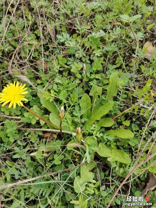 80岁老爷爷教我，把蒲公英炒干泡水喝，想不到这么厉害，建议收藏