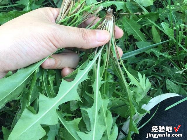 80岁老爷爷教我，把蒲公英炒干泡水喝，想不到这么厉害，建议收藏