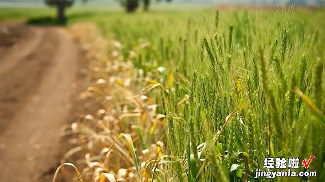 今日立夏，老人常说“立夏东风到，麦子水里涝”，这话什么意思？