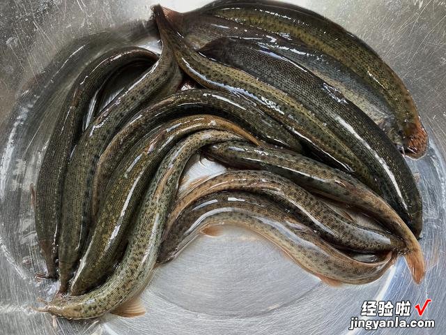 泥鳅要不要掏内脏?很多人搞不明白,为了家人的健康,不妨看一看