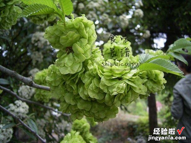 唯一不含“草酸”的野菜,铁含量是菠菜的11倍,味道好营养还高
