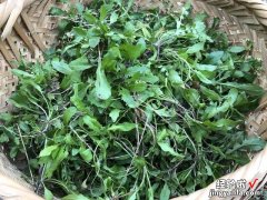 进入4月，这几种树上野菜别错过，营养高无农残，给红烧肉都不换