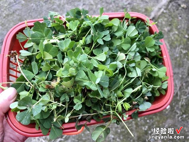 进入4月，这几种树上野菜别错过，营养高无农残，给红烧肉都不换