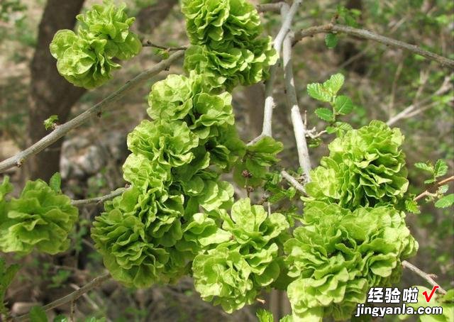 春天最大的乐趣就是挖野菜，营养丰富，味道鲜美，快来认识一下吧