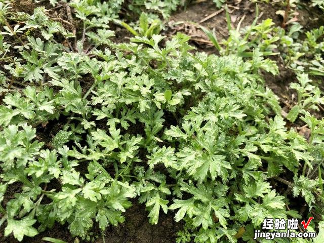 春天最大的乐趣就是挖野菜，营养丰富，味道鲜美，快来认识一下吧