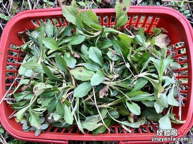 春天最大的乐趣就是挖野菜，营养丰富，味道鲜美，快来认识一下吧