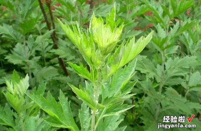 清明节前后,记得多吃此食物,营养美味不油腻,女性朋友食疗佳品