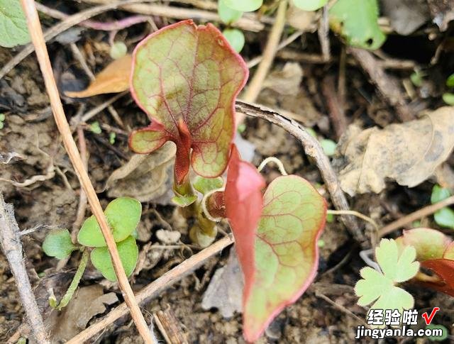 很多人讨厌这个蔬菜，其实凉拌很好吃，抗菌消炎，常吃全家人受益