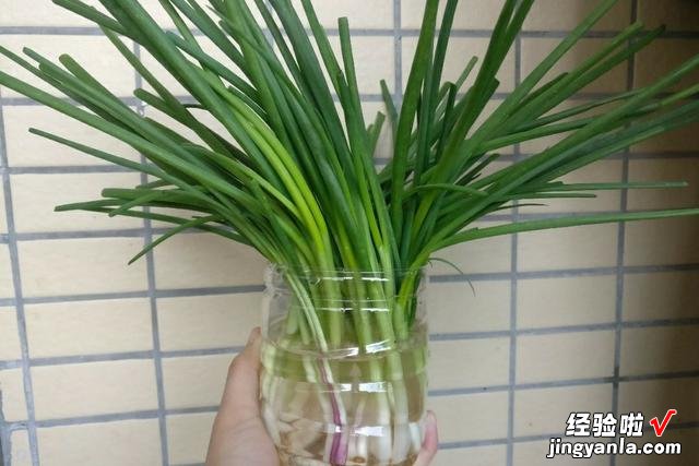 小香葱的保鲜方法,只需一毛钱的成本,半个月不坏,家家户户都有