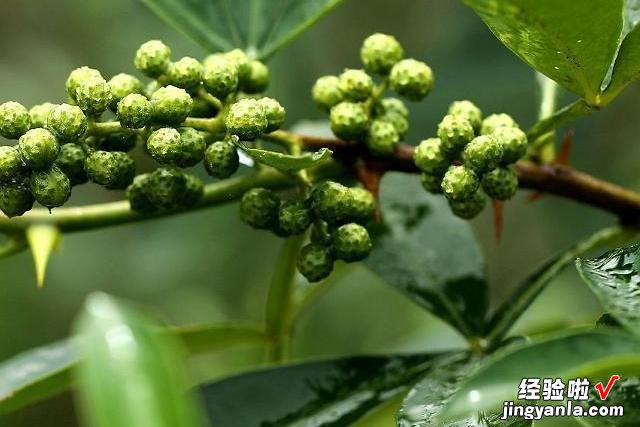 终于知道花椒、麻椒、藤椒的区别了,很多人常放错,难怪炒菜不香