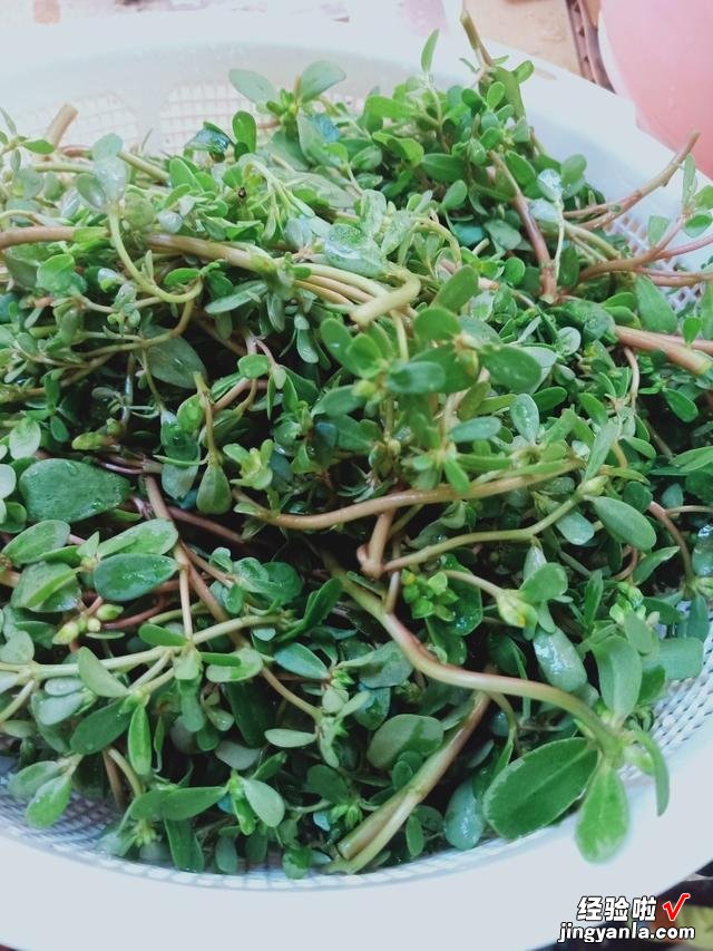 农村常见的4种野菜，总被误认为杂草，其实都是宝，调饺子馅很香
