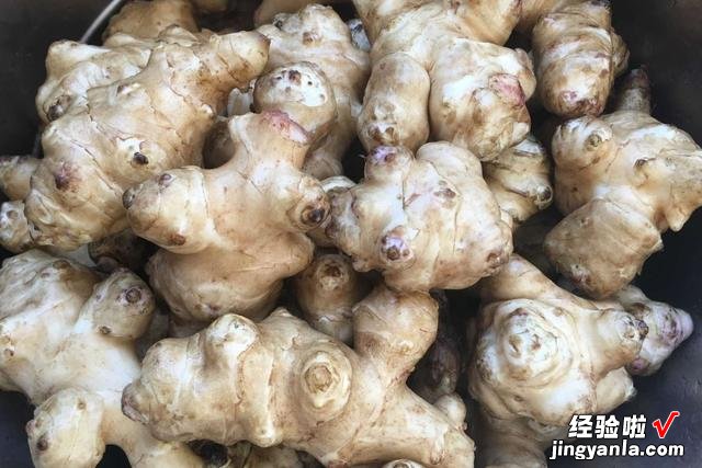 农村有种菜叫“鬼子姜”,最适合冬季腌着吃,开胃下饭,微甜不辣