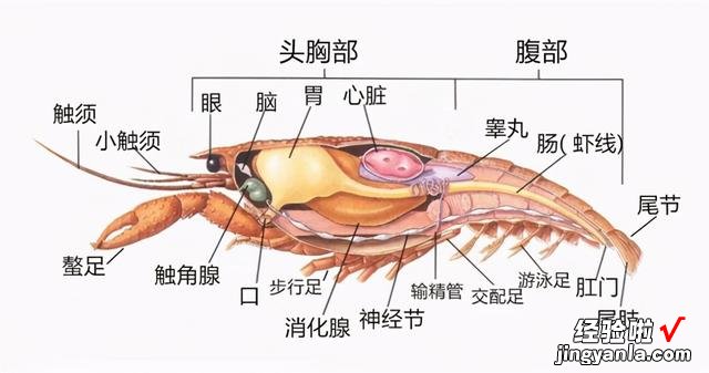 有些人吃虾不去虾头，虾头到底能吃吗？为了家人健康，不妨看一看