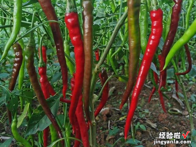 腌上一罐剁辣椒，留着冬天慢慢吃，剁椒香辣味浓郁，让人胃口大开