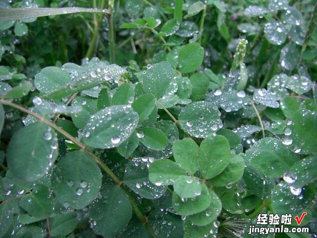 老人常说“白露水，赛砒霜，立冬水，似蜜糖”，你知道啥意思吗？