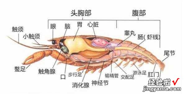 为什么有些人吃虾去虾头，有些人不去虾头？虾头到底能不能吃？