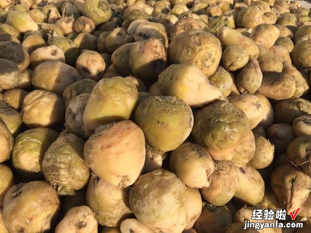 荠菜疙瘩怎么腌?配方比例告诉你,现在腌上,吃到明年春天都不坏