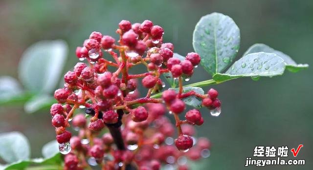 中国哪的花椒正宗？经过对比，这5个地方名气最大，有你家乡吗？