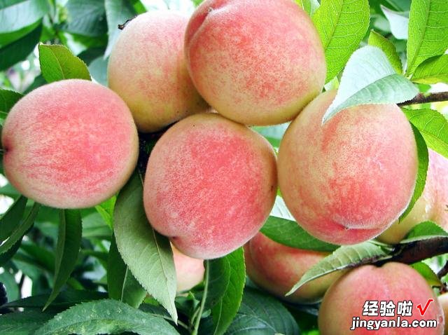 中国哪的水蜜桃好吃?经过对比,这5个地方名气大,有你家乡吗?