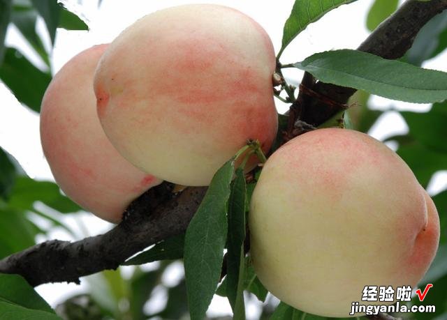 中国哪的水蜜桃好吃?经过对比,这5个地方名气大,有你家乡吗?