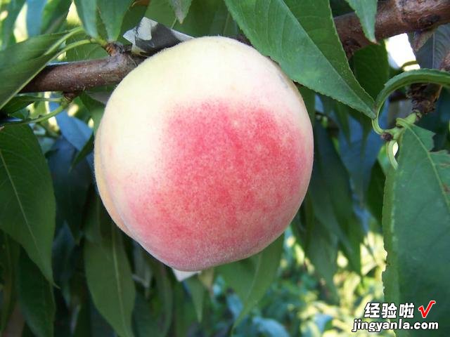 中国哪的水蜜桃好吃?经过对比,这5个地方名气大,有你家乡吗?