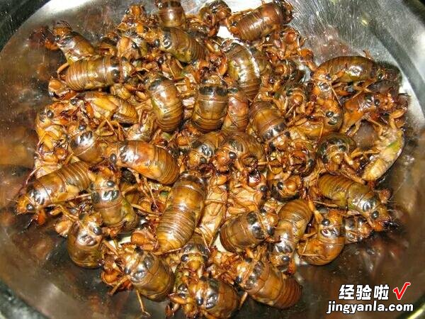 以前8元一斤,如今涨到80元,南方:不敢尝试,北方:一盘不够吃