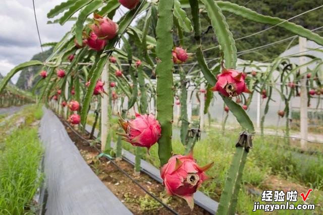 怎样挑选火龙果？看这4个地方就够了，个个饱满，又鲜又甜又好吃