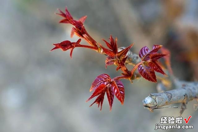 为什么老人不愿吃野菜？爷爷这样说，虽然营养高，但是我们吃怕了