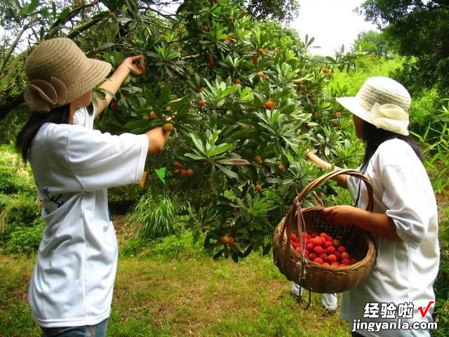 这水果老外称为“中国草莓”，很多人心中却有阴影，白给我都不吃