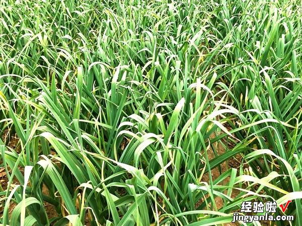 今日四九，老人常说“四九河开，来年有灾”，啥意思？看完涨知识