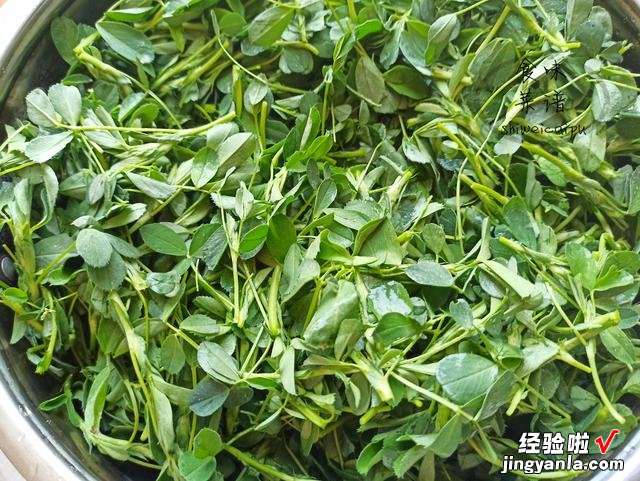 春天碰到这野菜别犹豫，我一买就是20斤，营养价值高，常吃身体好