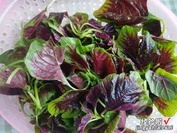 红叶苋菜有毒吗?为什么汤汁是红色,为了家人的健康,不妨看一看
