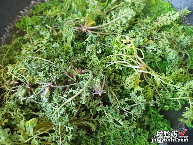 生长在麦地的野菜,做成饺子馅很香,鲜嫩多汁,错过这几天等明年