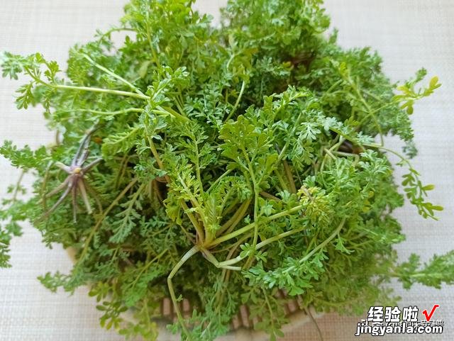 碰到这个野菜要趁早挖，鲜嫩营养，给红烧肉都不换，城里人没见过