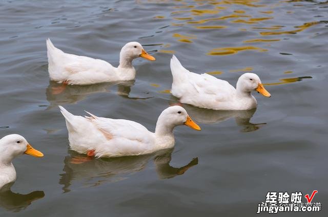 蝗灾的蝗虫能吃吗？网友：白给也不吃，为了家人健康，不妨看一看