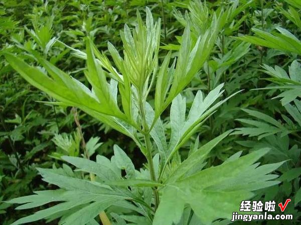 农村公认最好吃的8种野菜，绿茵遍野，营养丰富，你认识几种呢？