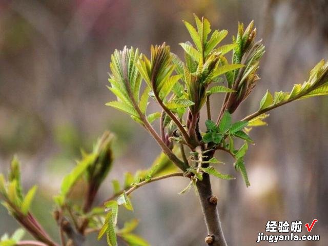 适合春天的6道时令菜,鲜嫩营养,应季又美味,给红烧肉都不想换