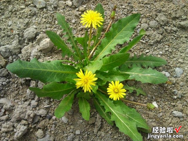 适合春天的6道时令菜,鲜嫩营养,应季又美味,给红烧肉都不想换