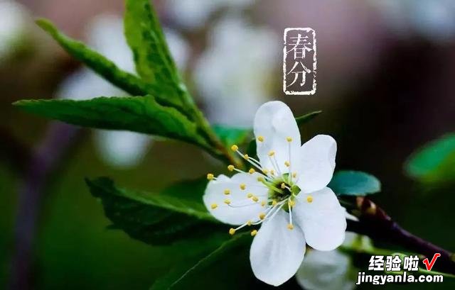 3月20日,是“春分”节气,饮食上应该吃什么,又该如何养生呢?