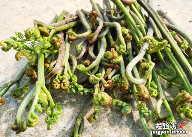 春天挖野菜，带你认识20种不同的野菜，营养丰富，凉拌调馅都好吃