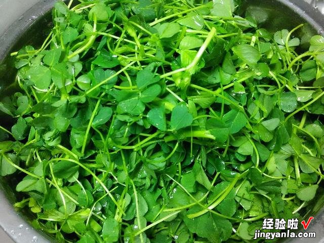 春天挖野菜，带你认识20种不同的野菜，营养丰富，凉拌调馅都好吃