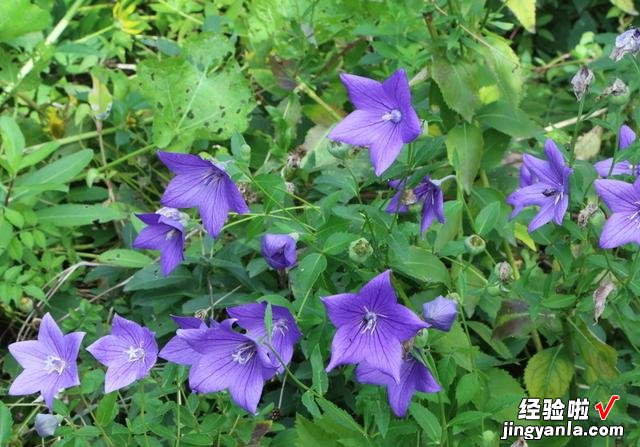 春天挖野菜，带你认识20种不同的野菜，营养丰富，凉拌调馅都好吃