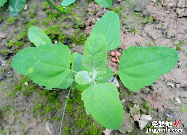 春天挖野菜，带你认识20种不同的野菜，营养丰富，凉拌调馅都好吃