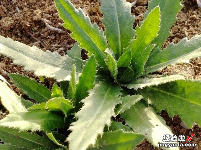 春天挖野菜，带你认识20种不同的野菜，营养丰富，凉拌调馅都好吃