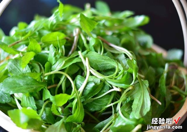 春天挖野菜，带你认识20种不同的野菜，营养丰富，凉拌调馅都好吃