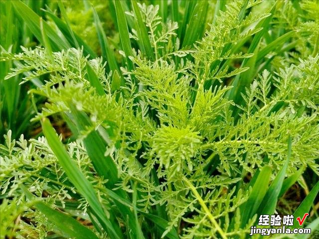 春天挖野菜，带你认识20种不同的野菜，营养丰富，凉拌调馅都好吃