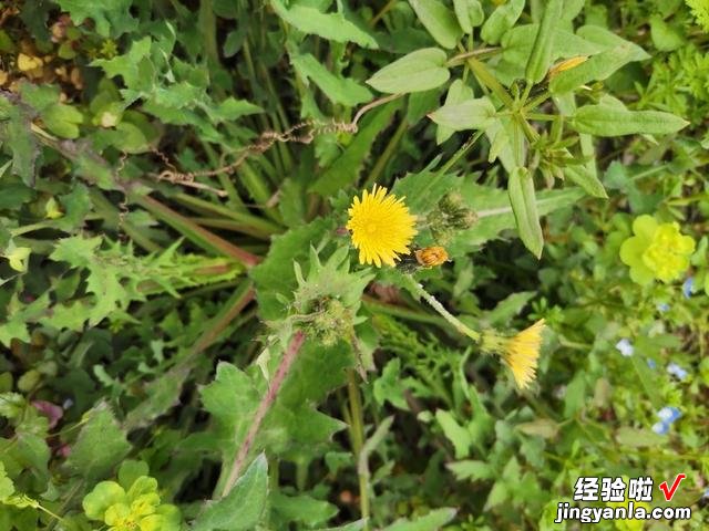 老爷爷教我炒蒲公英茶，没苦涩味，茶香自然，适合火大脾气急的人